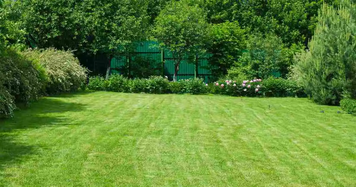 Freshly mowed green backyard